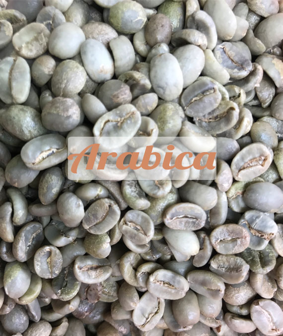 Cà phê hạt Arabica rang mộc Cà phê hạt Arabica rang mộc
