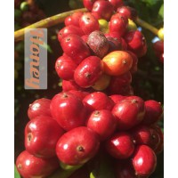 Cà phê hạt Robusta Honey