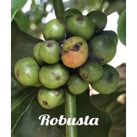 Cà phê hạt Robusta rang mộc