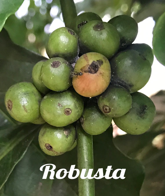 Cà phê hạt Robusta rang mộc Cà phê hạt Robusta rang mộc