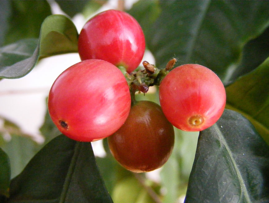 Hạt cà phê có những loại nào?