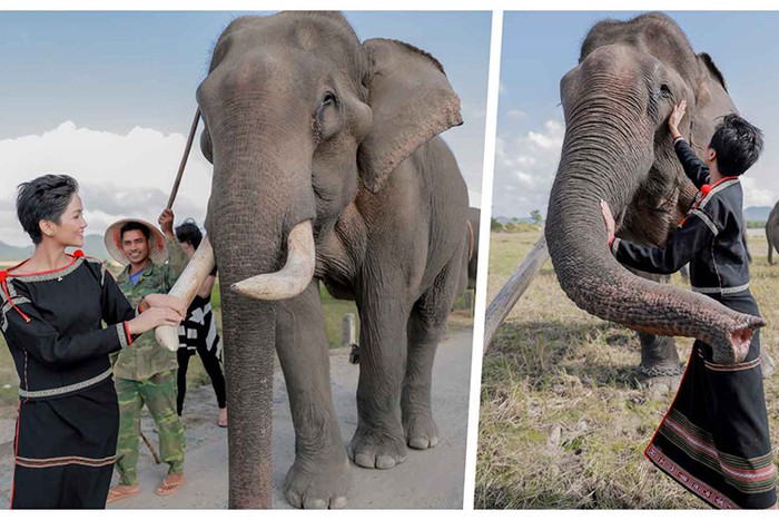 Hình ảnh H'hen Niê xinh đẹp trong trang phục truyền thống chụp bên đàn voi nhà Đắk Lắk